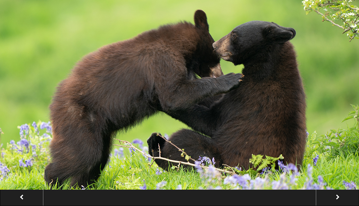 two black bear cubs play together in grass dotted with purple wildflowers, with slideshow overlay