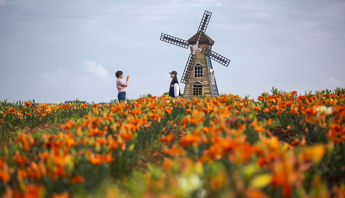 item 15 of Gallery image - ground-level view of blooming orange lilies and one person photographing another person near a windmill 