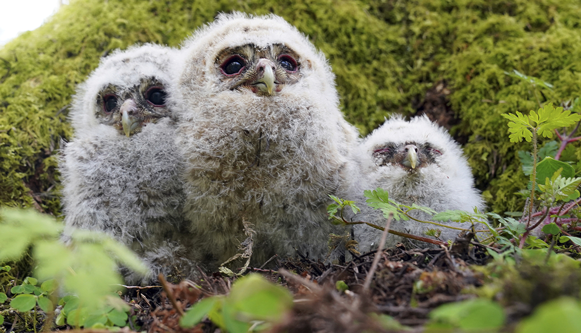 item 16 of Gallery image - three tawny owl chicks in a nest
