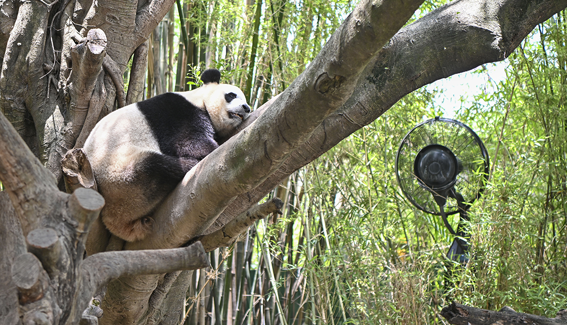 item 7 of Gallery image - a giant panda rests in a tree near an electric fan and dense bamboo