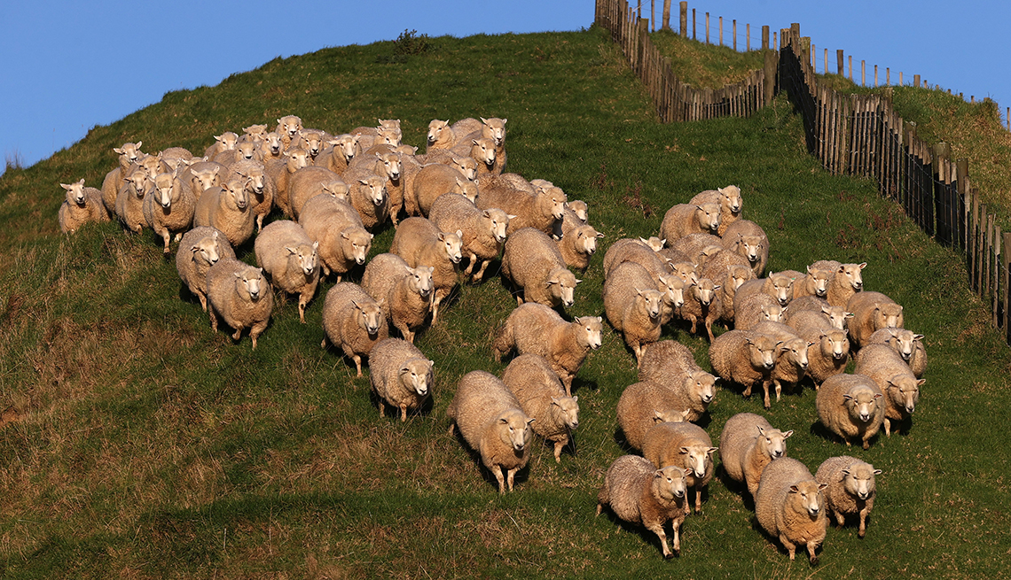 item 9 of Gallery image - a few dozen sheep run down a grassy hill near a fence