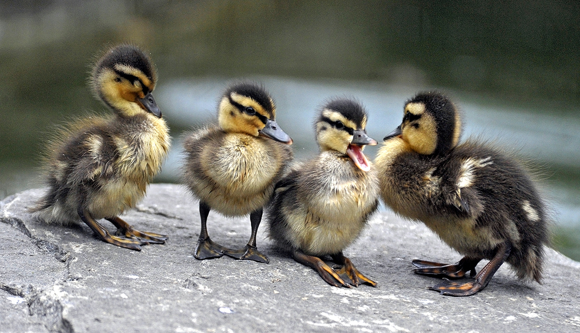 item 5 of Gallery image - four fluffy ducklings on a rock, one with its beak open