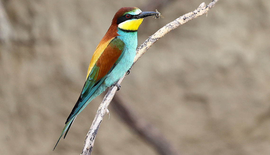 item 1 of Gallery image - a european bee-eater adorned with beautiful light blue, green, yellow and burnt sienna-colored feathers sits on a branch with prey in its beak 