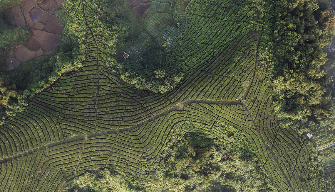 item 2 of Gallery image - aerial view of tea plantations