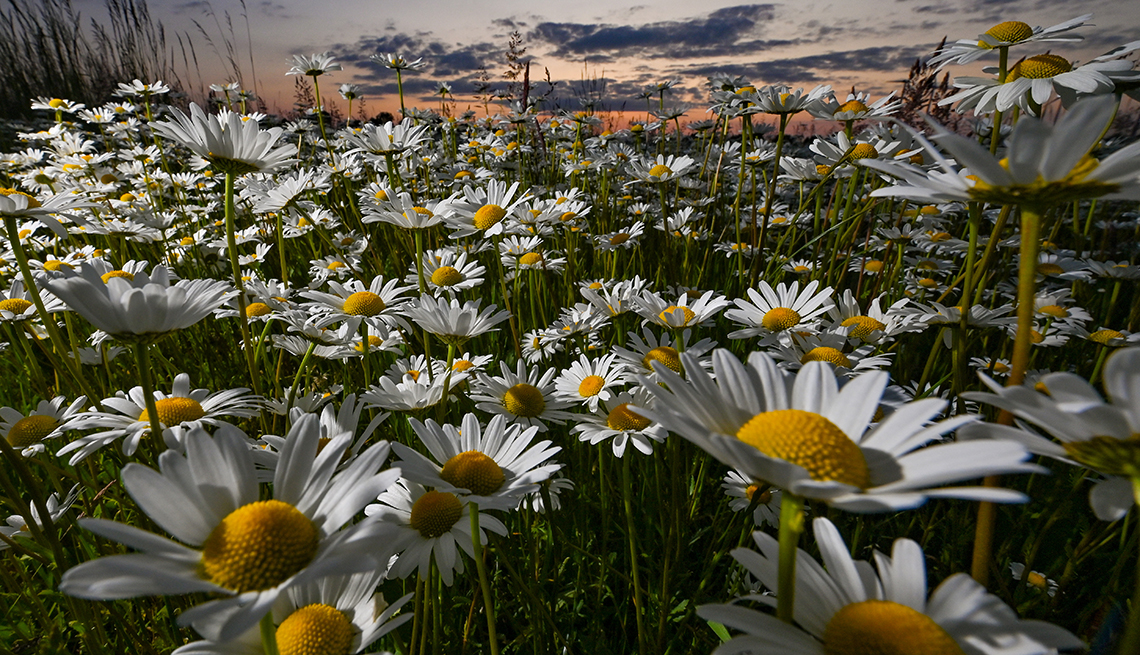 ground-level view of a field of white daisies under a colorful sky at dusk
