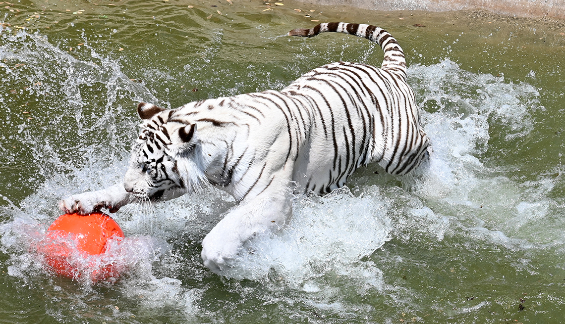 white tiger playing with red ball