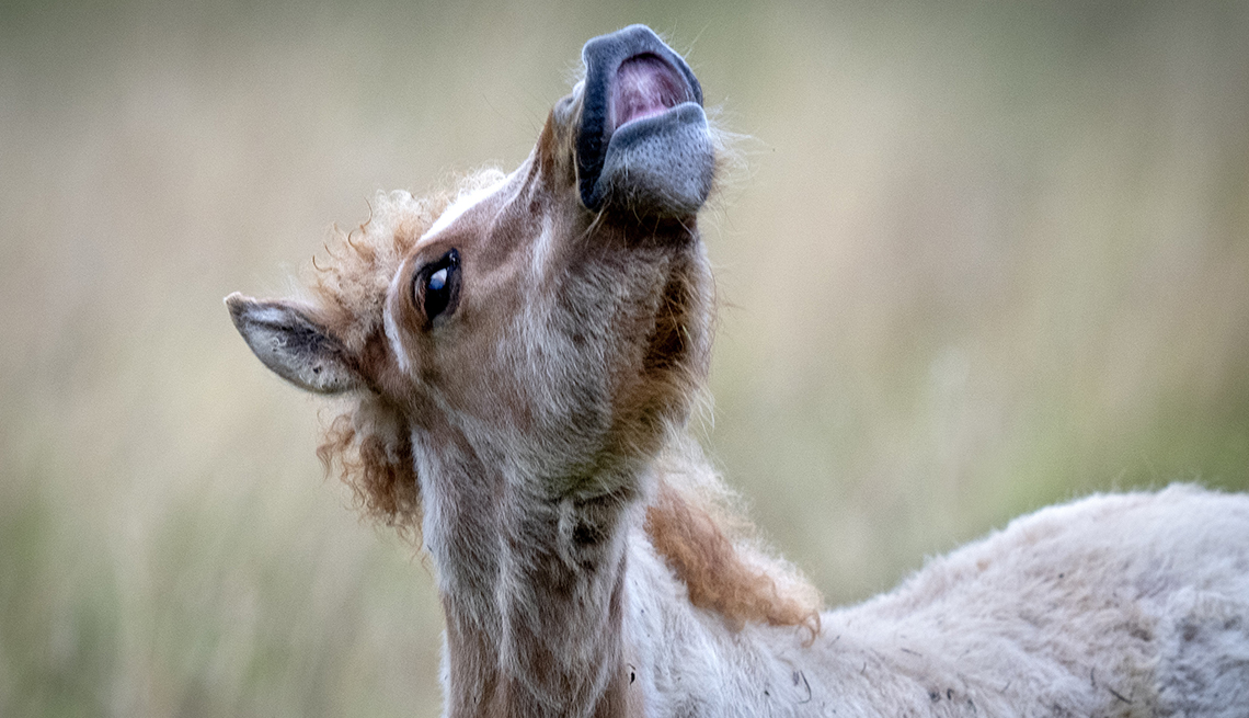 item 6 of Gallery image - An Icelandic foal flehms, or sniffs for smells