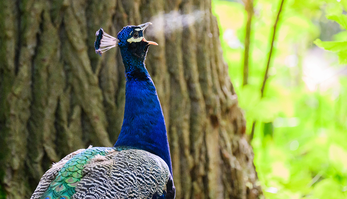 item 4 of Gallery image - a peacock cries