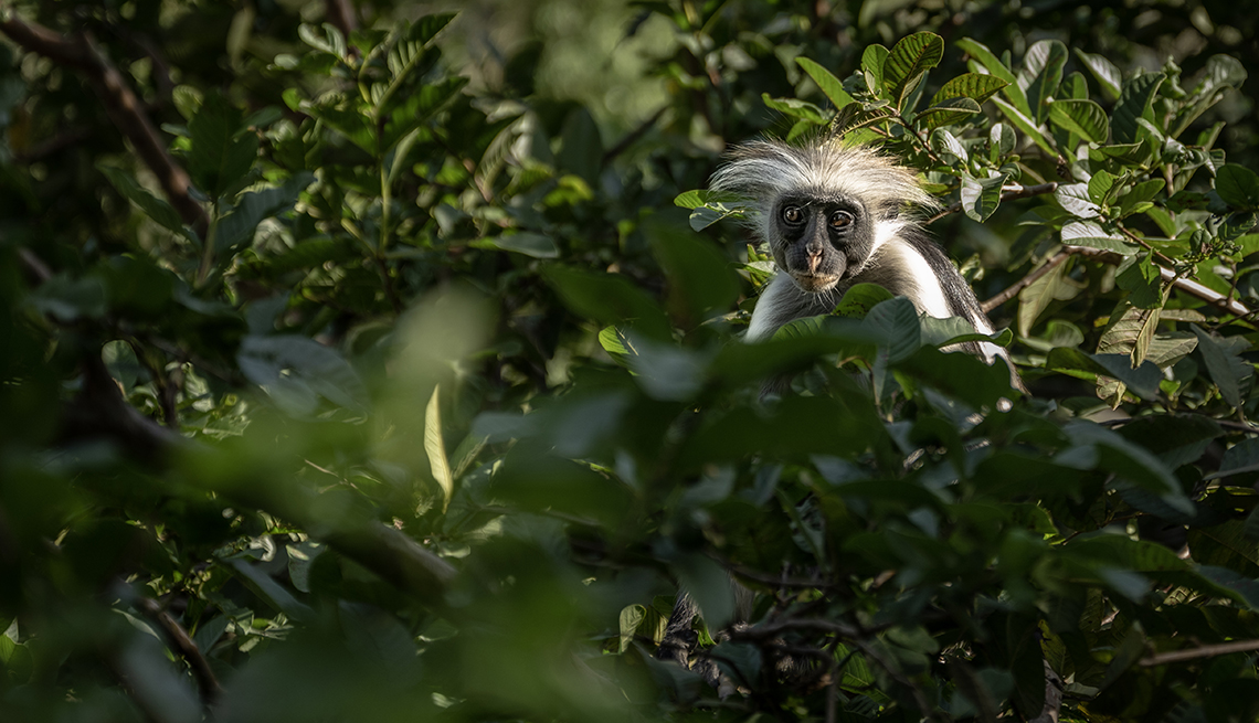 item 2 of Gallery image - A red colobus monkey in a Zanzibar national park