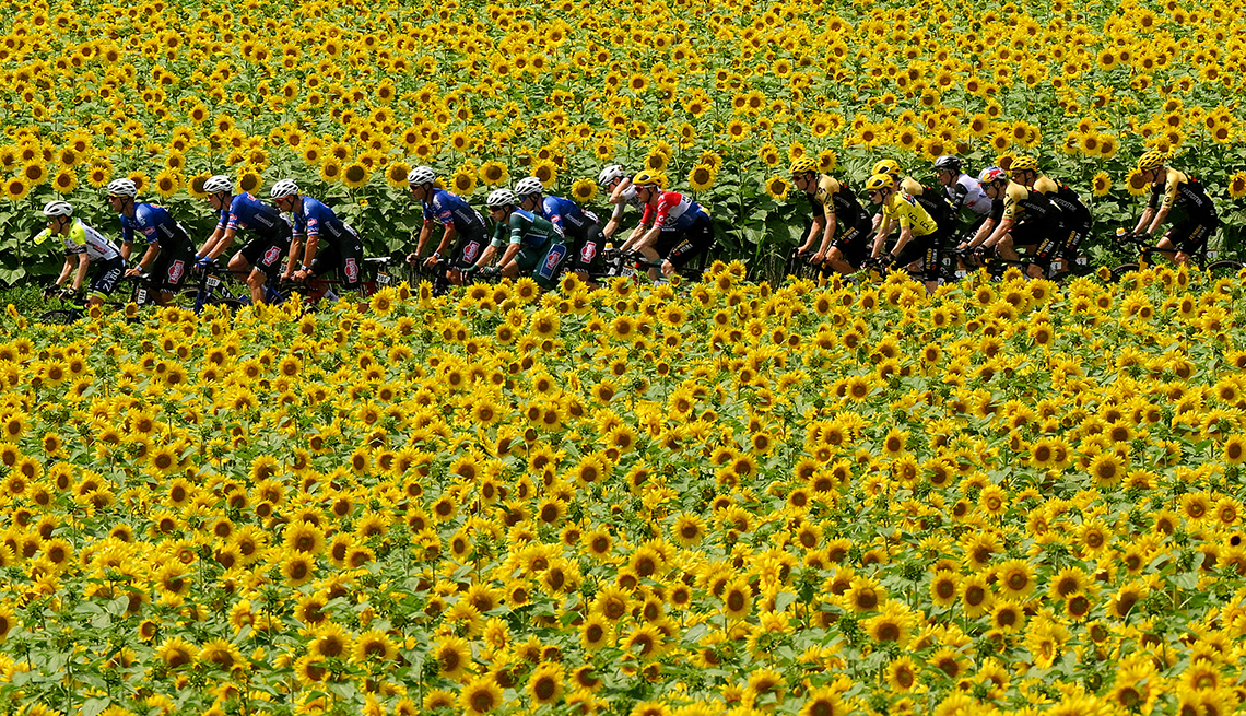 Bicyclists ride through a sunflower field during the Tour de France 2023