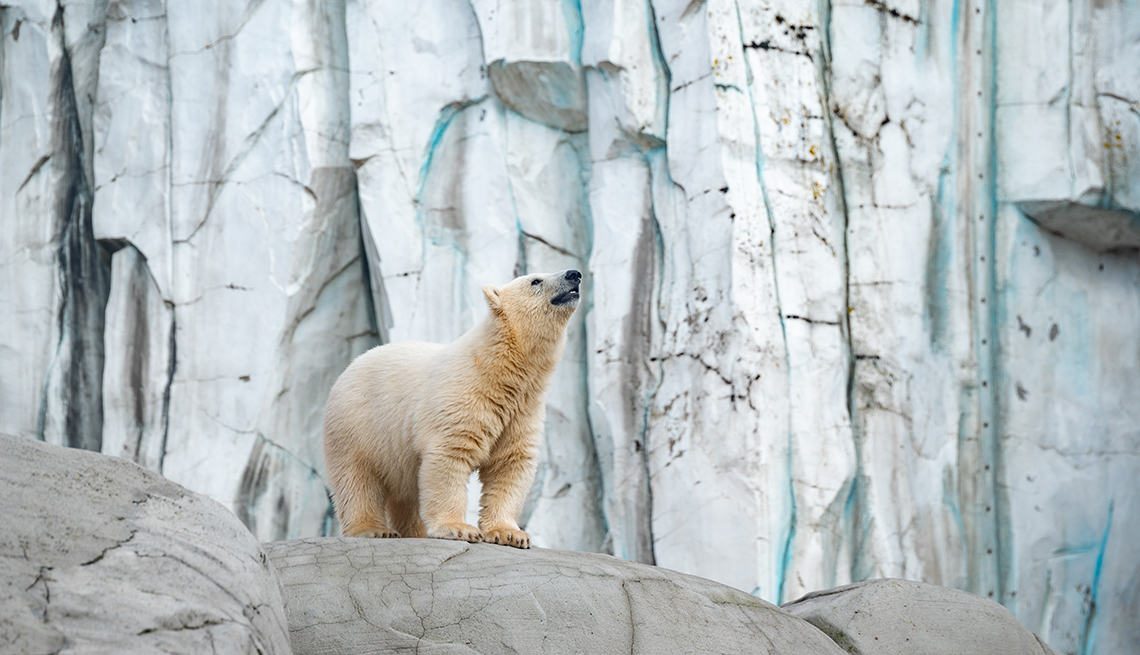 a polar bear in an outdoor zoo enclosure