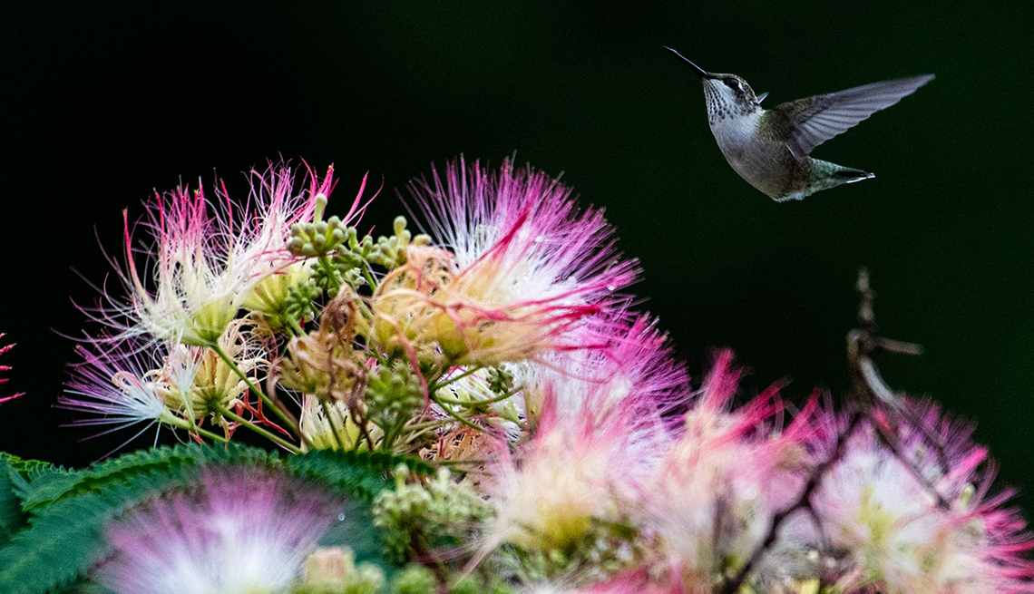 a ruby-throated hummingbird flies over a mimosa tree