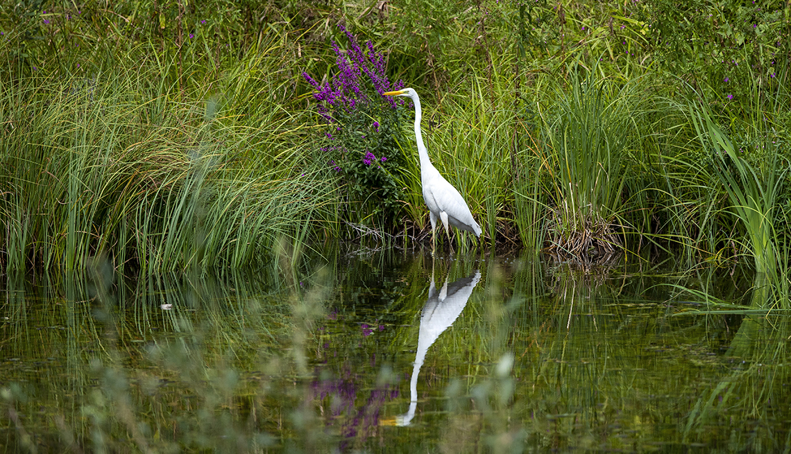 A white heron looks for food in a pond near the town of Ignalina, Lithuania.