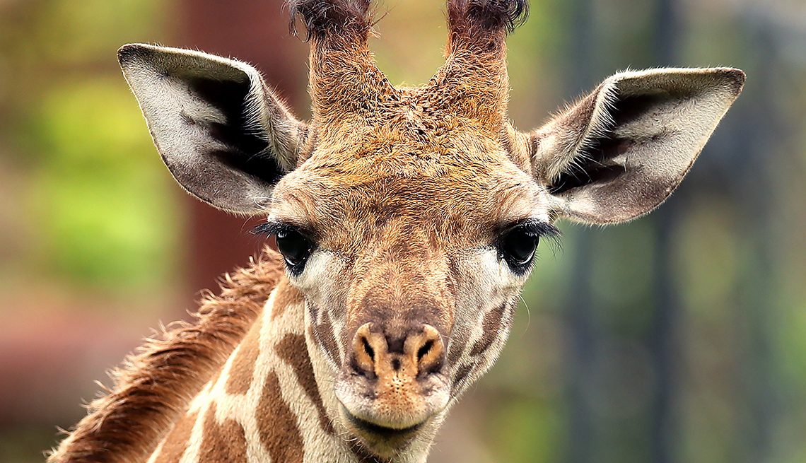 Baby giraffe at the Franklin Park Zoo in Boston.