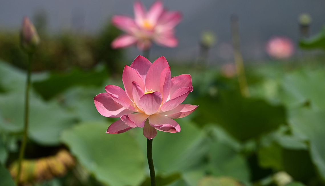 A lotus flower blooms in Dal Lake in Srinagar, India.