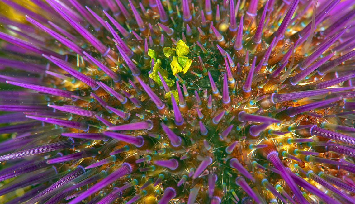 item 2 of Gallery image - An underwater camera captures a close-up of a sea urchin in the gulf waters near Kocaeli, Turkey.