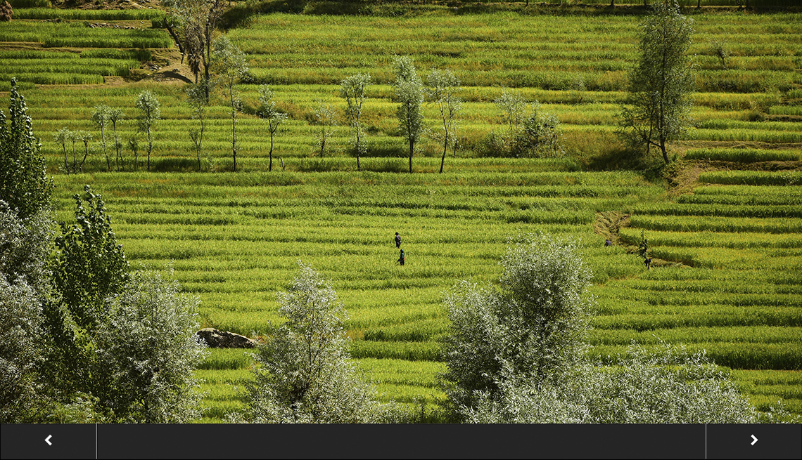 Kashmiri farmers work in the rice fields in Bandipora, India. 