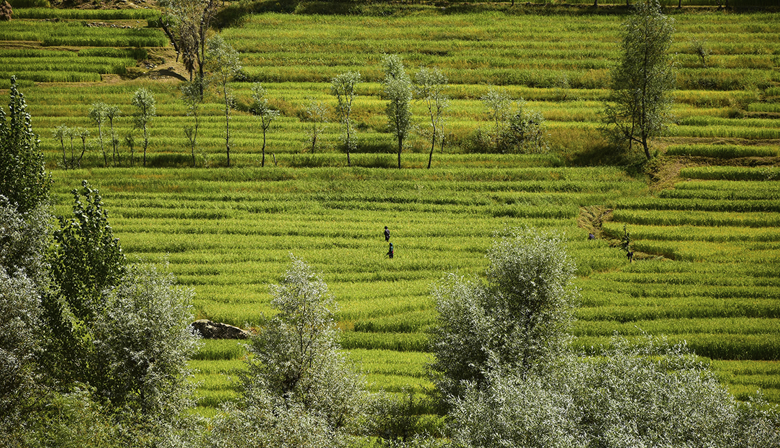 item 4 of Gallery image - Kashmiri farmers work in the rice fields in Bandipora, India. 