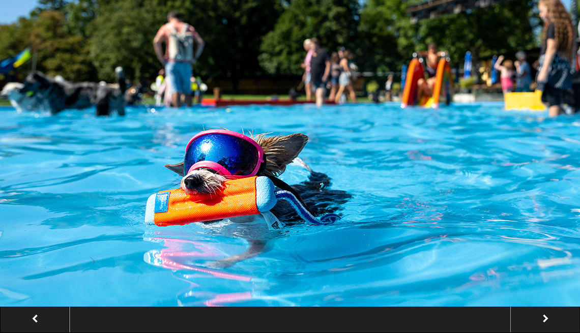 A Yorkshire terrier swims in a pool wearing sunglasses.