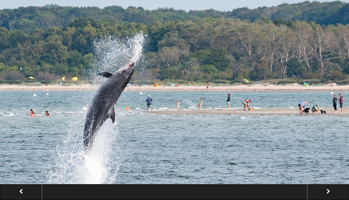 A dolphin jumps out of the water in the Trave River in Schleswig-Holstein, Germany. 