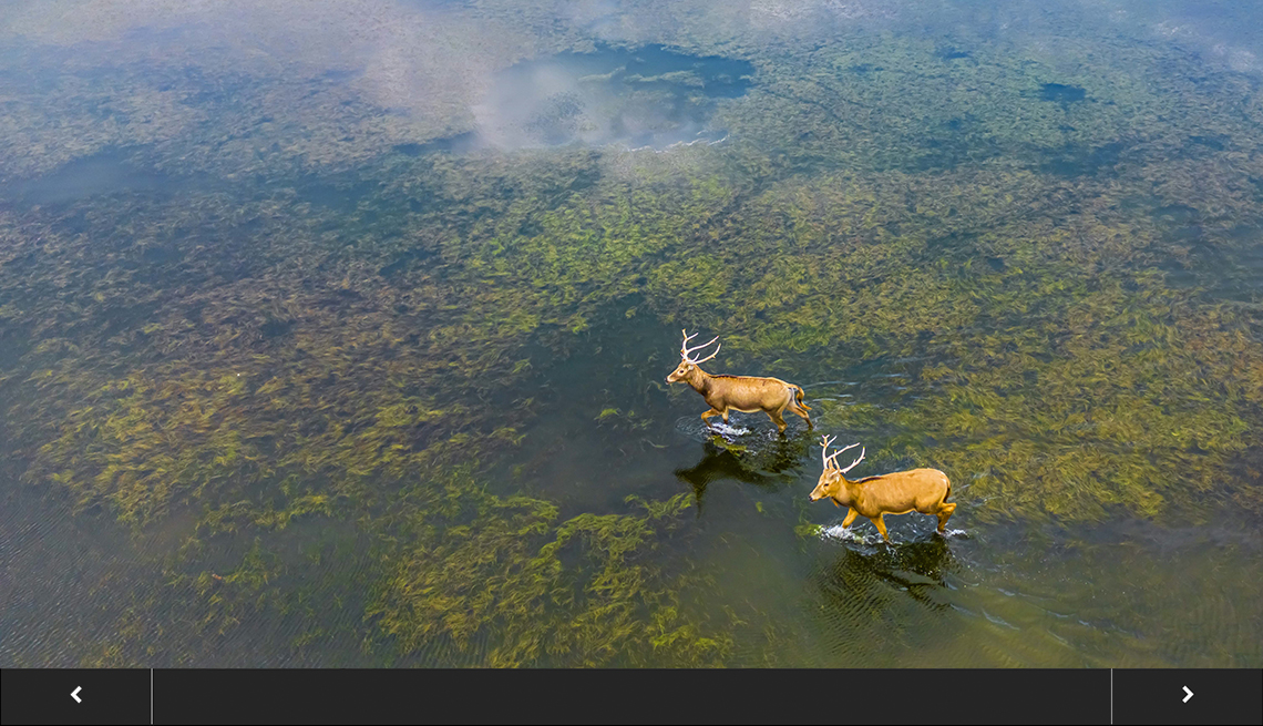 Wild elk run in the Tiaozini wetlands in Yancheng, Jiangsu province, China. 