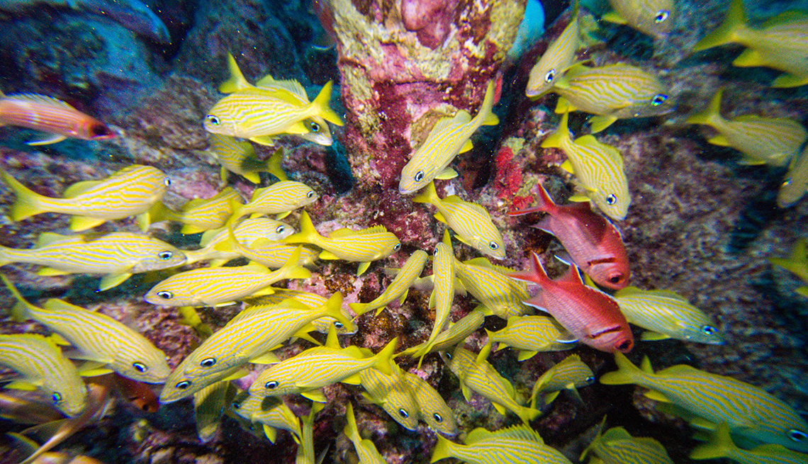 item 1 of Gallery image - Grunt fish swim around the Arashi reef off the coast of Noord in Aruba.