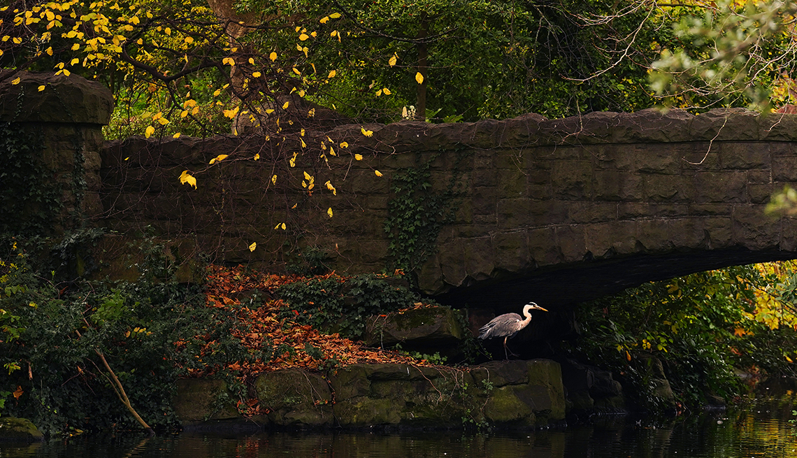 item 5 of Gallery image - A heron beside the pond in St. Stephen's Green on an autumn day in Dublin. 