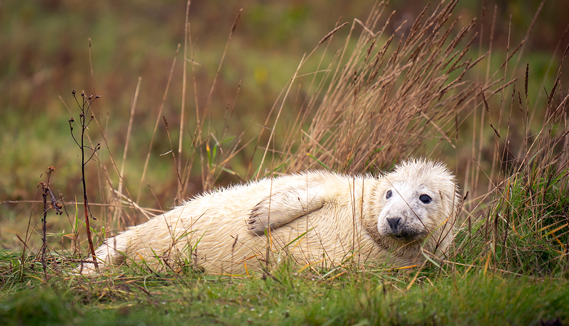 item 6 of Gallery image - A gray seal pup lounges at the Donna Nook National Nature Reserve in north Lincolnshire, England.