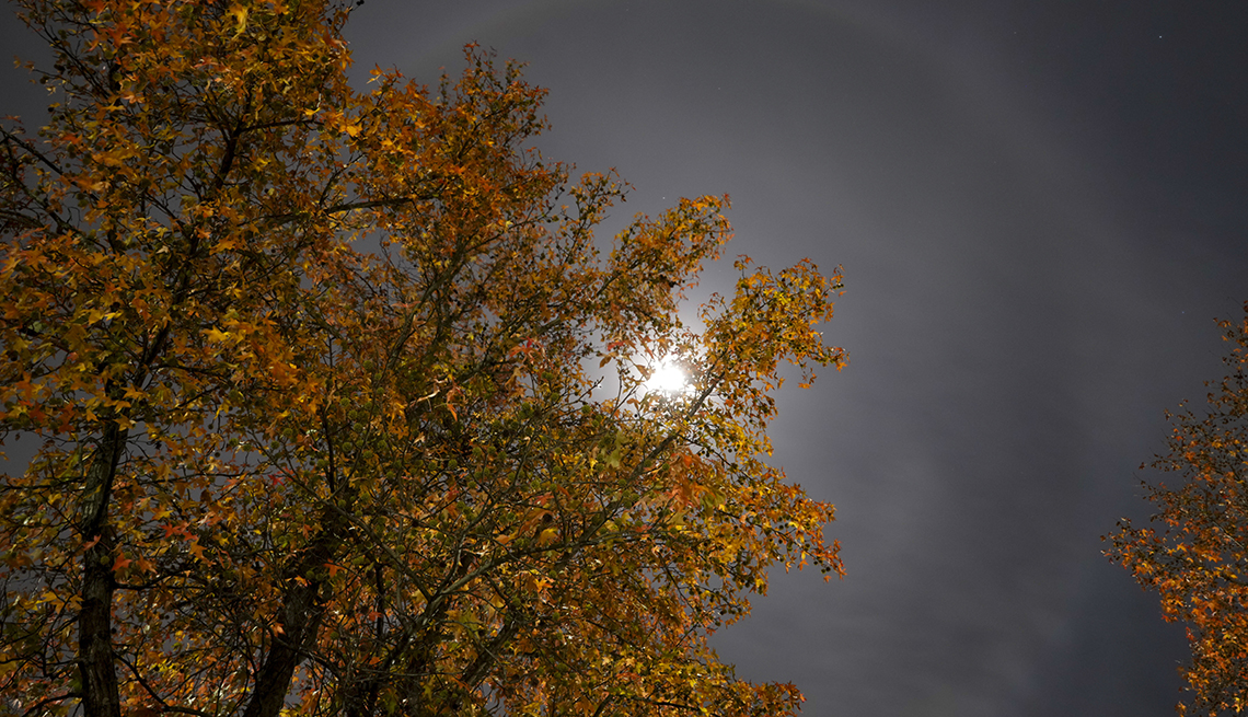 item 5 of Gallery image - A lunar halo is visible behind a tree in Fairfield, Ohio. 