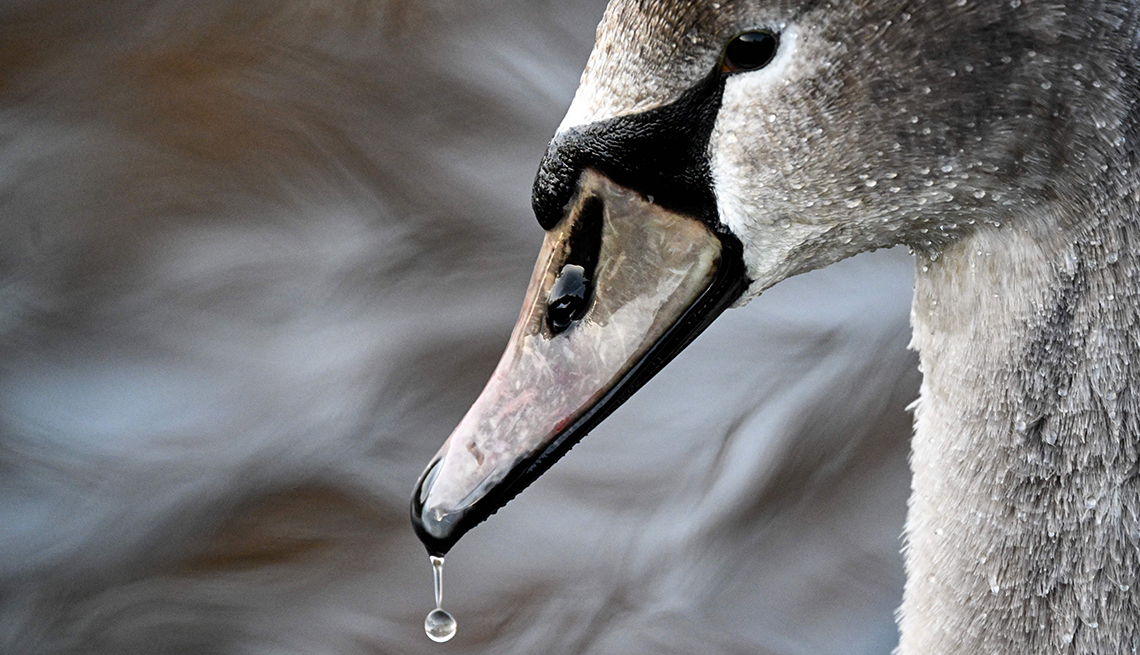 item 9 of Gallery image - A drop of water falls from a swan’s beak.