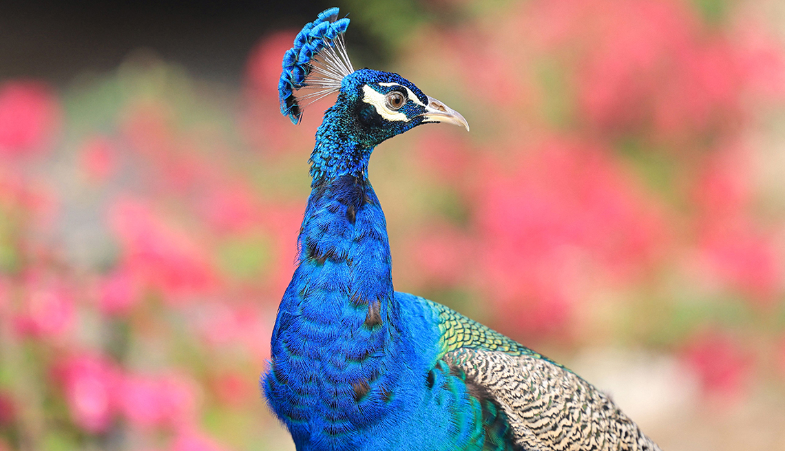 item 13 of Gallery image - A peacock close-up.