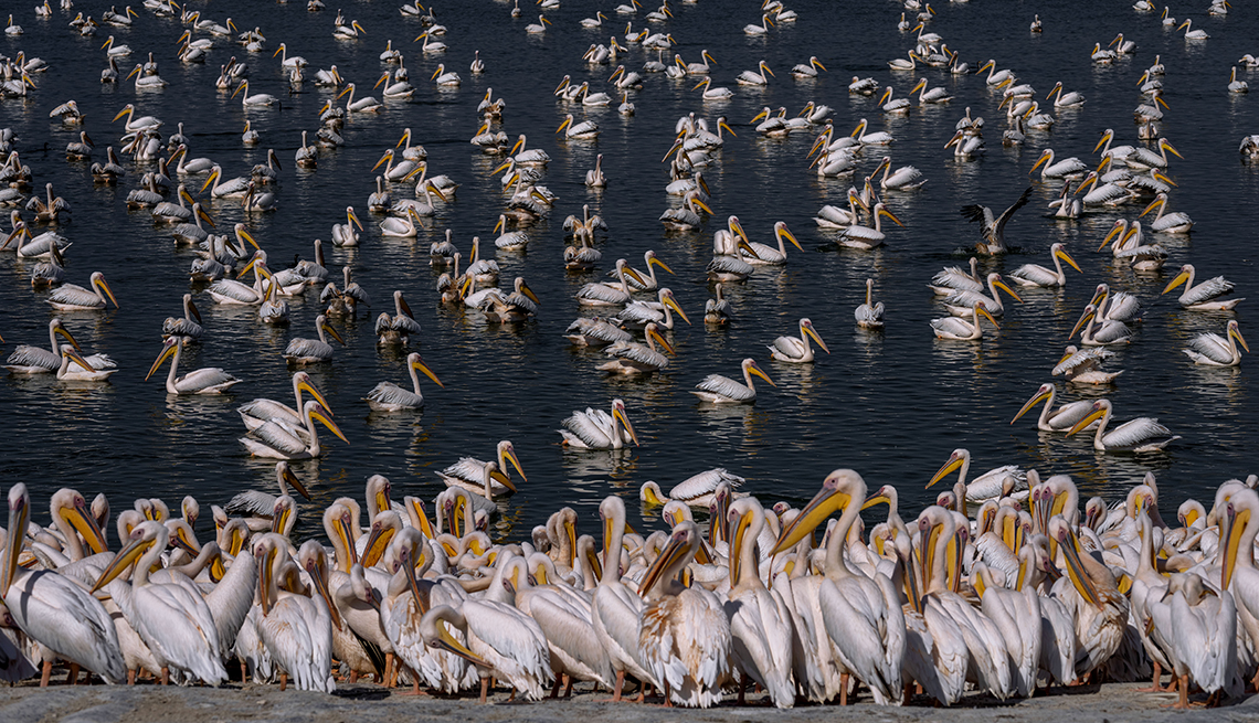a huge flock of great white pelicans swims on and huddles beside a water reservoir 
