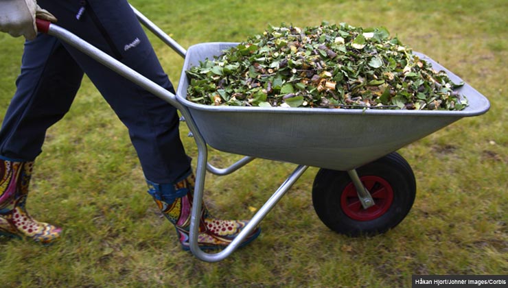 A woman wheeling a wheelbarrow full of leaves and grass clippings to a compost pile.