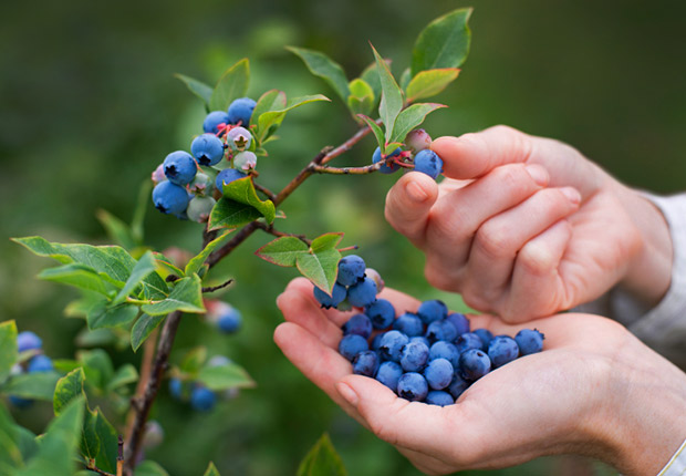 Grow Blueberries in your backyard, Money Report: What to do with $200