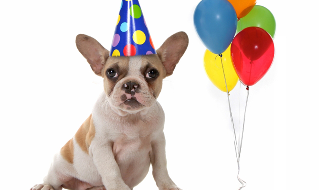 Perro con gorro de cartón de cumpleaños y unos globos de colores al lado, y no te olvides de los descuentos de cumpleaños