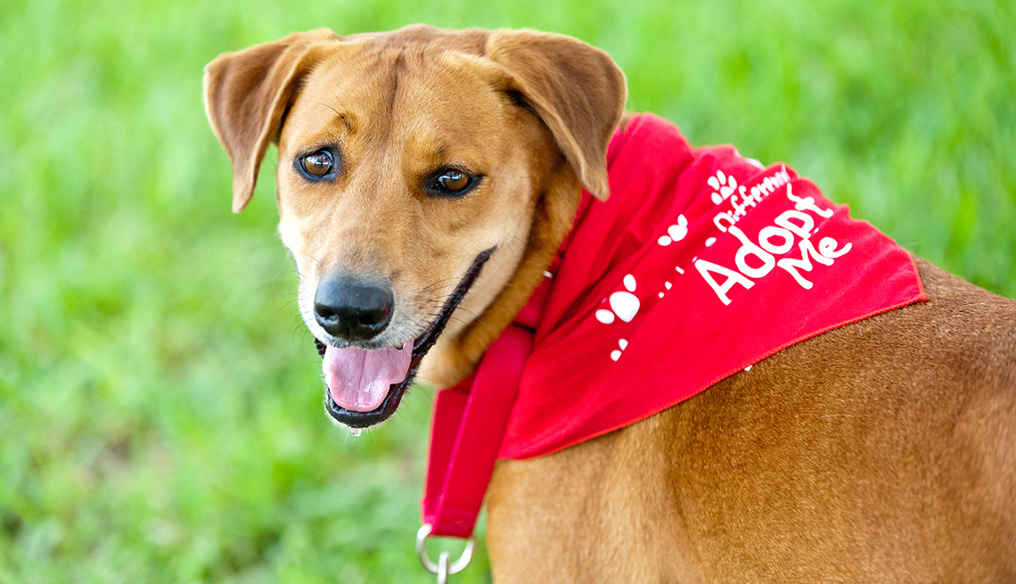 item 10 of Gallery image - Mixed breed dog with Adopt Me bandana