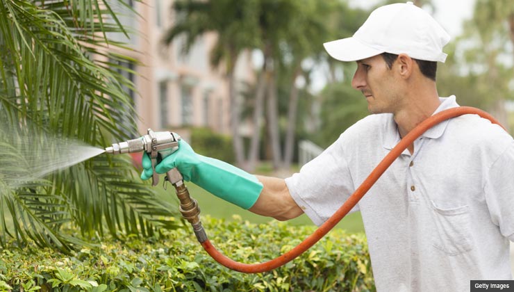 Gardener sprays pesticide outdoors.