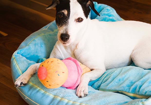 Buying toys for your pets. 10 spending regrets.