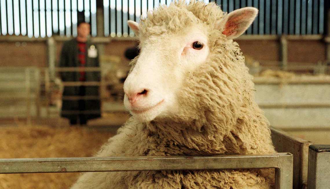 Dolly, la oveja clonada genéticamente