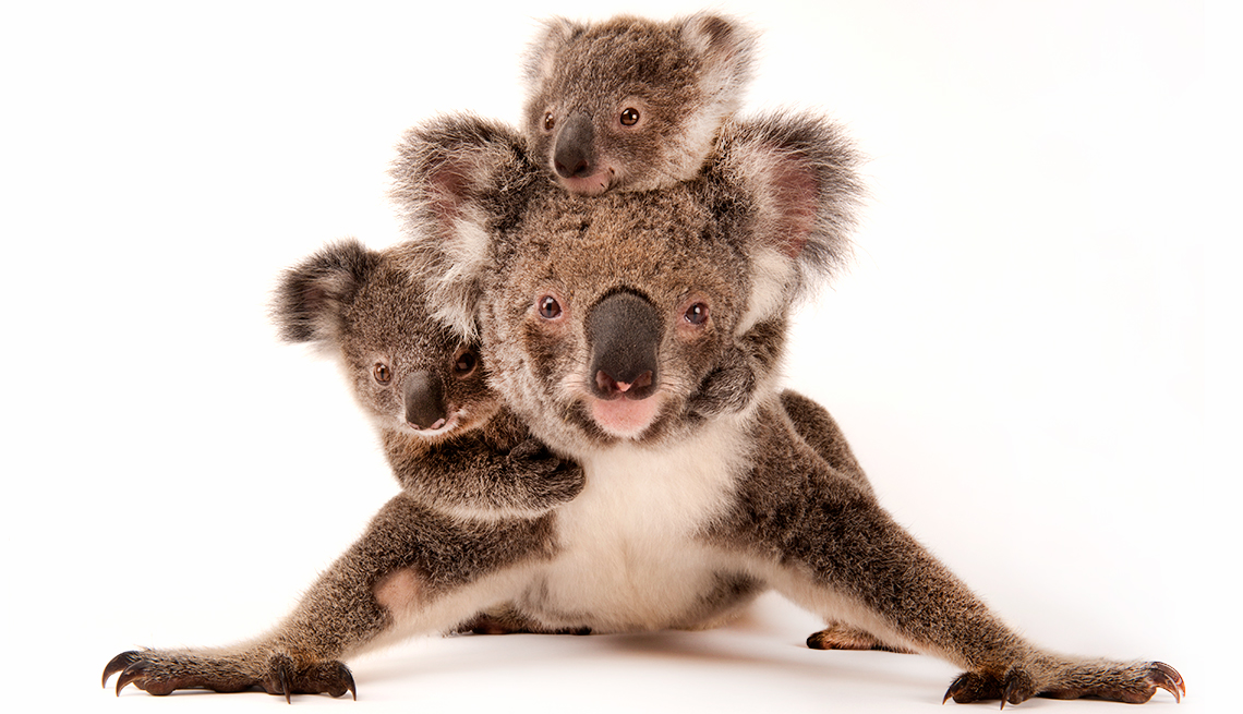 item 1 of Gallery image - A close family of federally threatened koala, Phascolarctos cinereus, at the Australia Zoo Wildlife Hospital