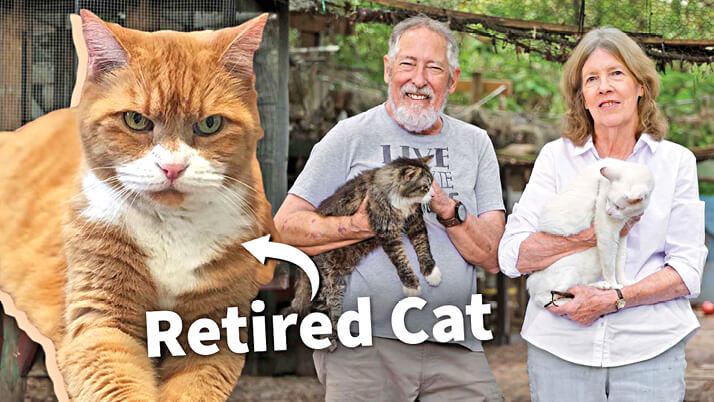 Screenshot of a video about people and cats