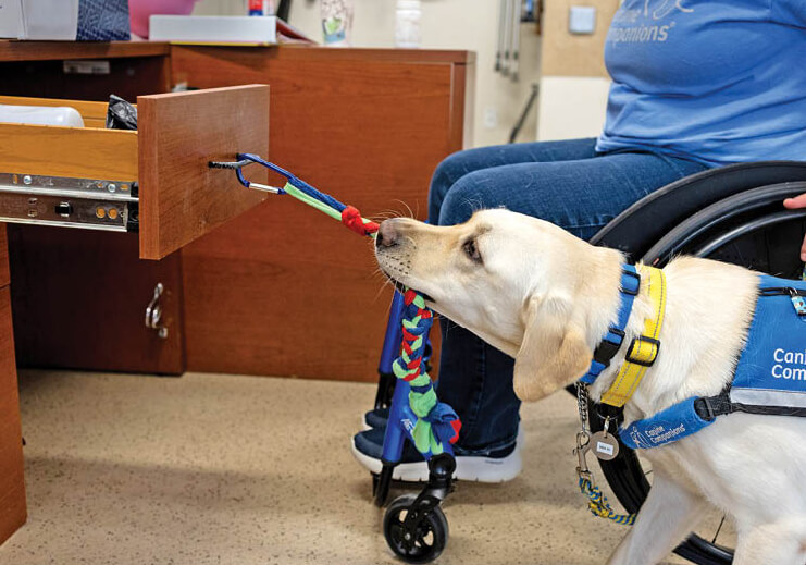 Photo of service dog pulling a rope toy to open a desk drawer