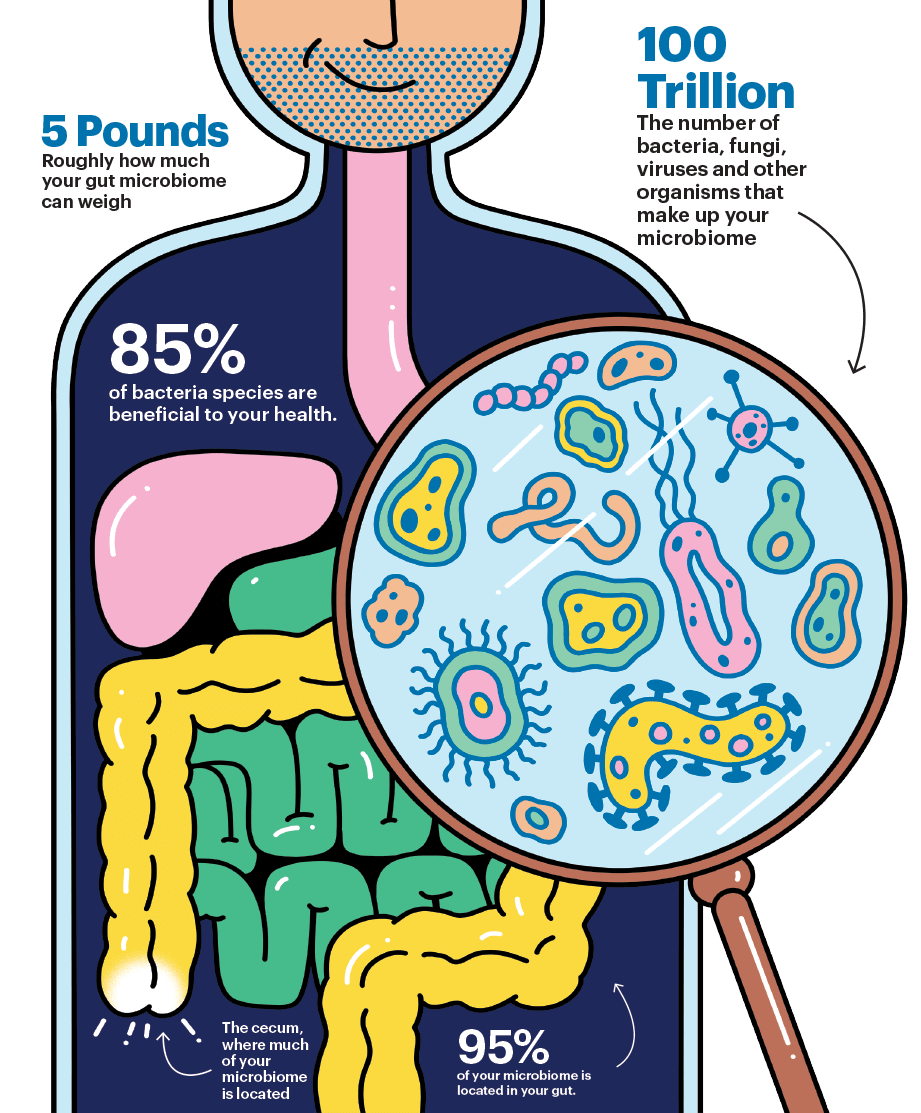 Colorful illustration of human gut, with magnifying glass hovering over intestine to reveal different shaped bacteria, fungi, viruses and other organisms that make up the gut microbiome