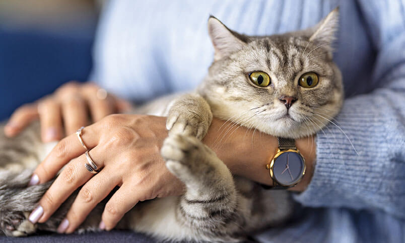 Photo of cuddling cat in a woman's arm