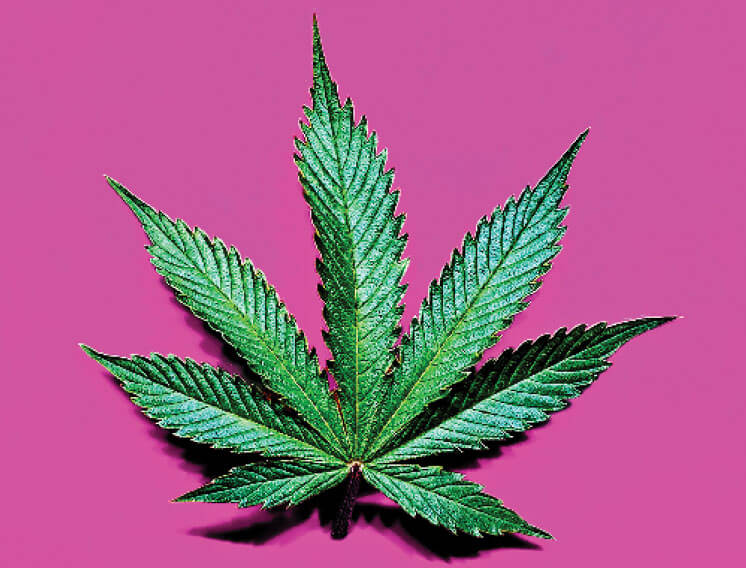 Marijuana leaf on a pink background