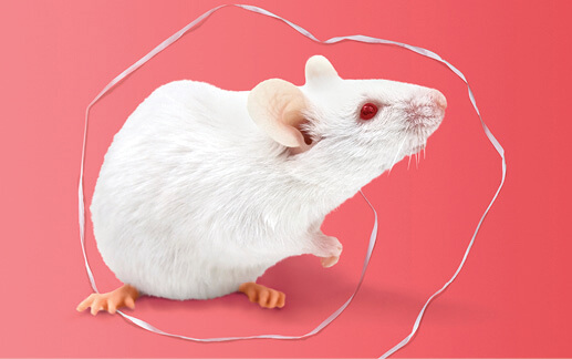 Image of a mouse looking at a string of dental floss around it.
