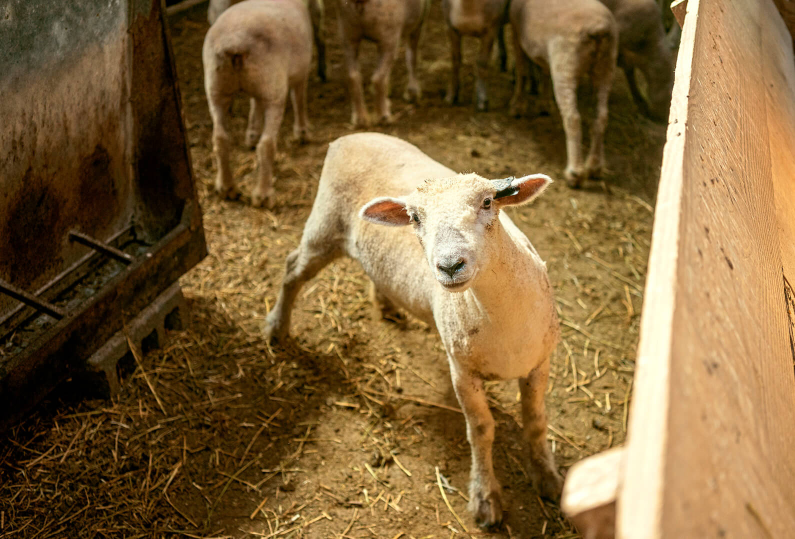 Photo of a ewe