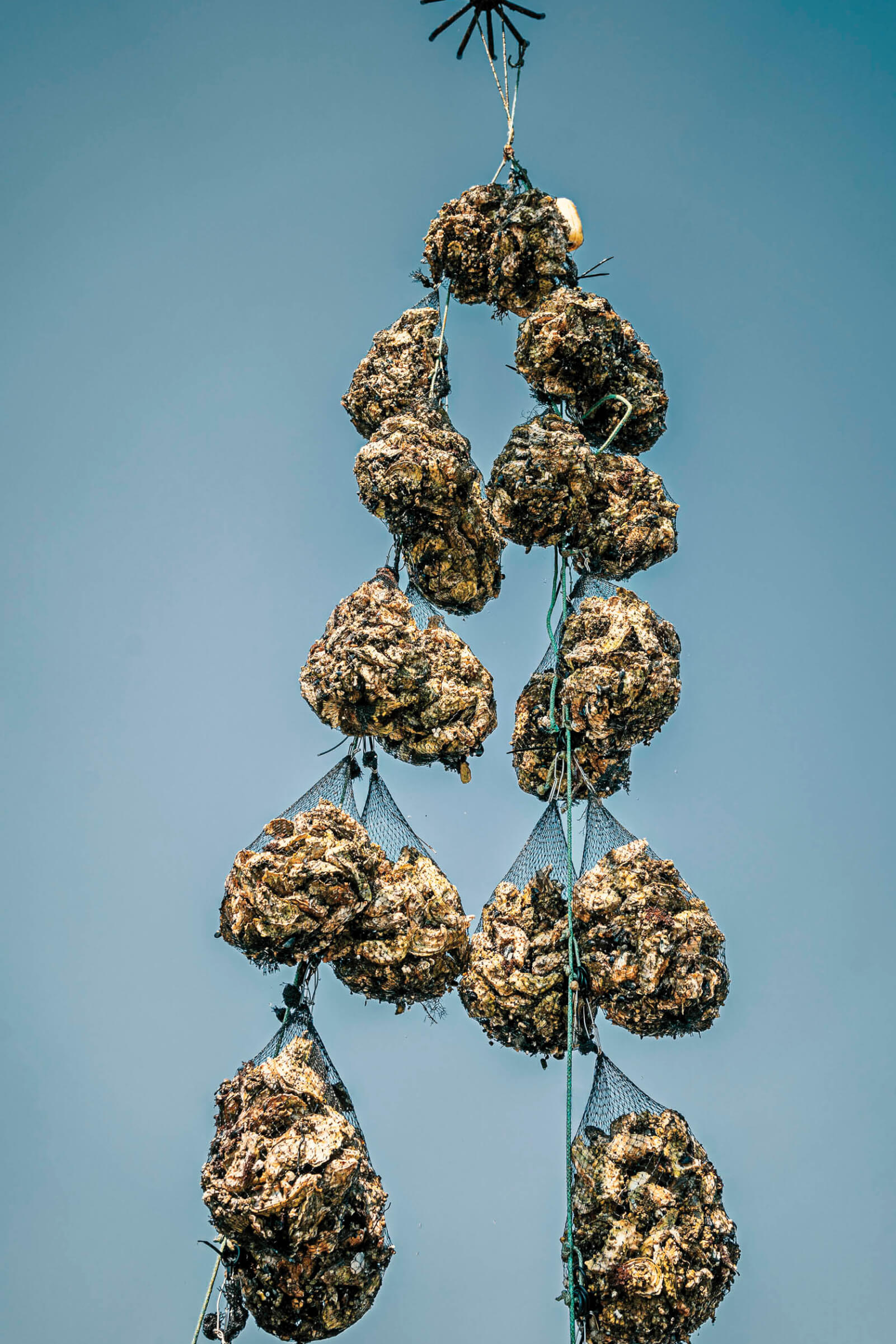 Photo of bags of oysters being hoisted by a crane