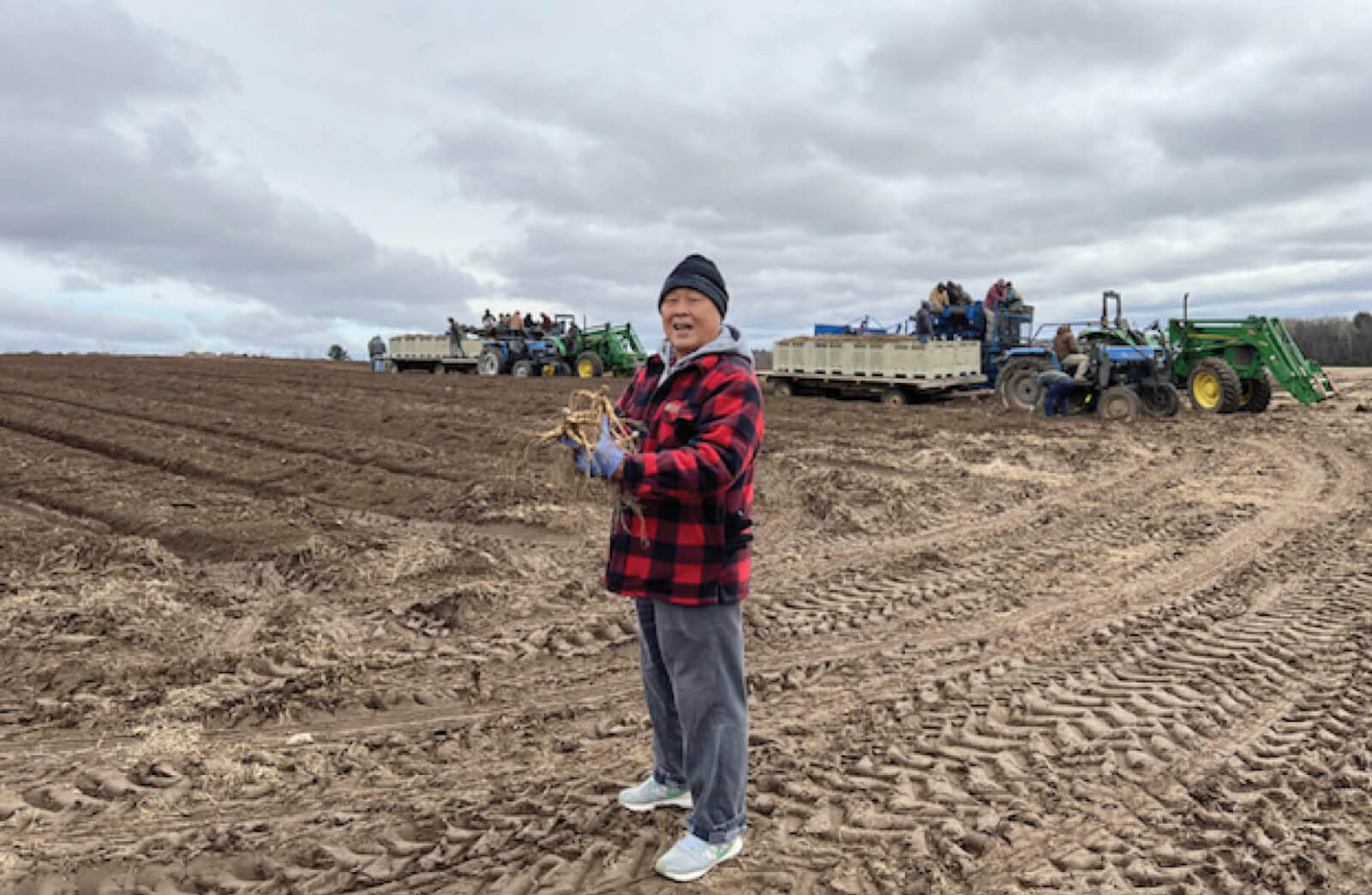 Photo of Paul Tsu holding a bunch of ginseng in a large dirt field