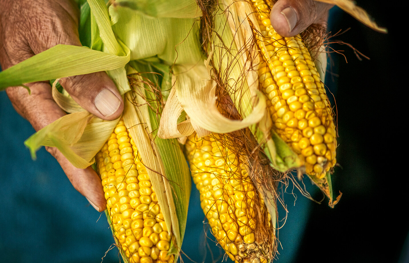 Photo of hands holding 3 open ears of corn